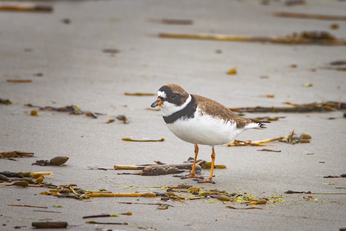 Semipalmated Plover - ML636317866