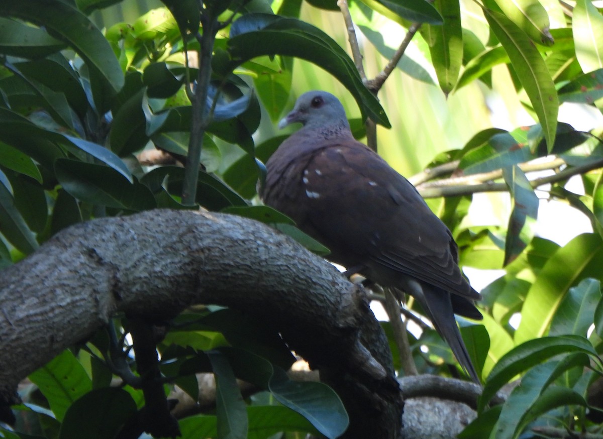 Malagasy Turtle-Dove - ML636318065