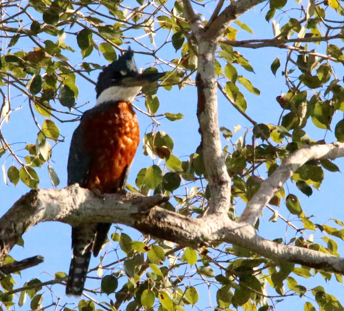 Ringed Kingfisher - ML63631811