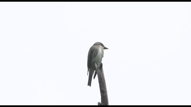 Olive-sided Flycatcher - ML636318168