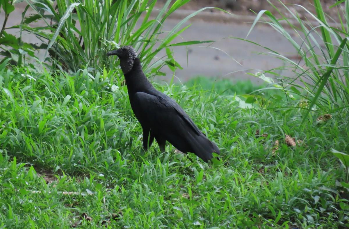 Black Vulture - ML636318250