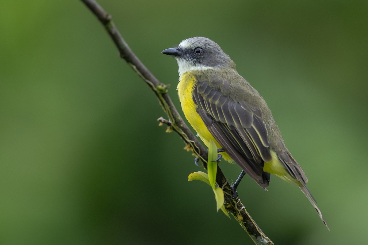 Gray-capped Flycatcher - ML636318295