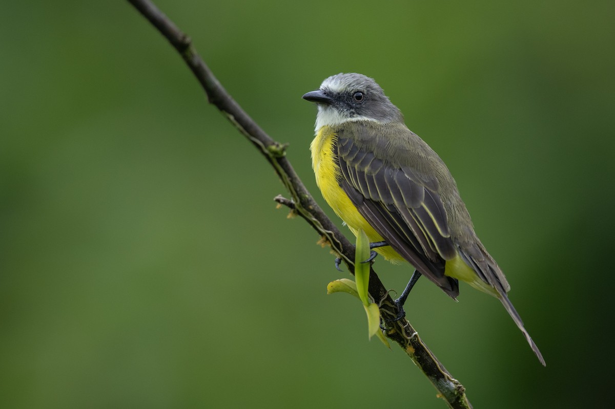 Gray-capped Flycatcher - ML636318302