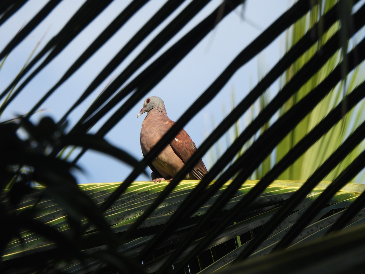 Malagasy Turtle-Dove - ML636318420