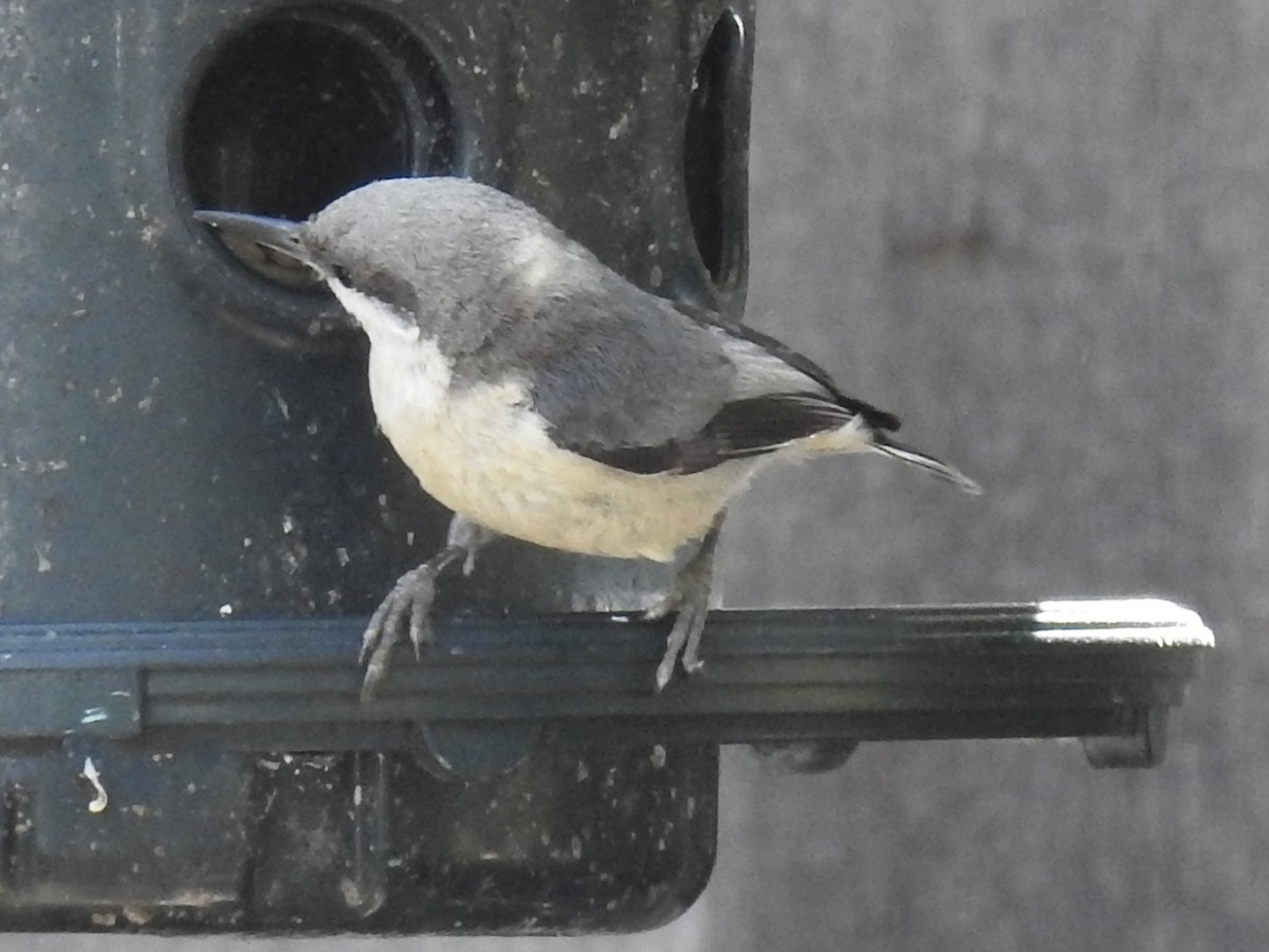 White-breasted Nuthatch - ML636318437