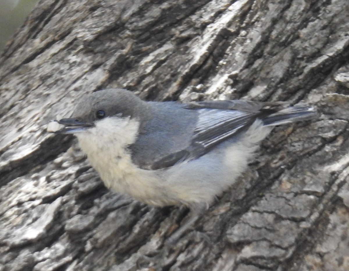 White-breasted Nuthatch - ML636318438