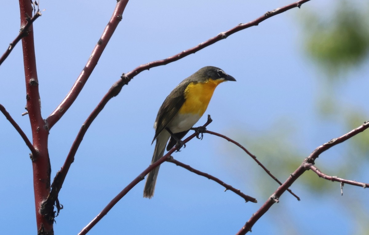 Yellow-breasted Chat - ML636318481