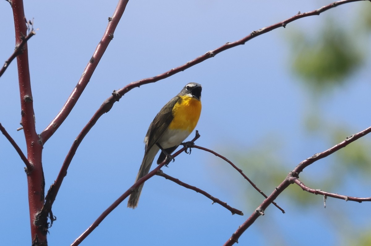 Yellow-breasted Chat - ML636318489