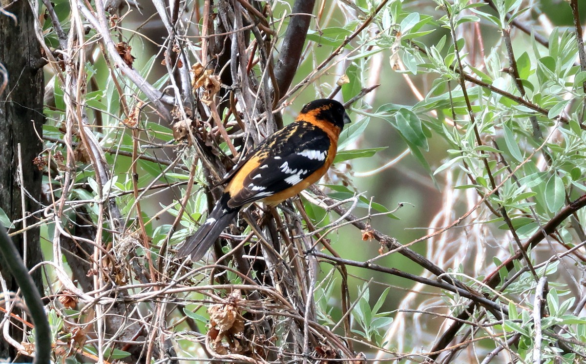 Black-headed Grosbeak - ML636318506