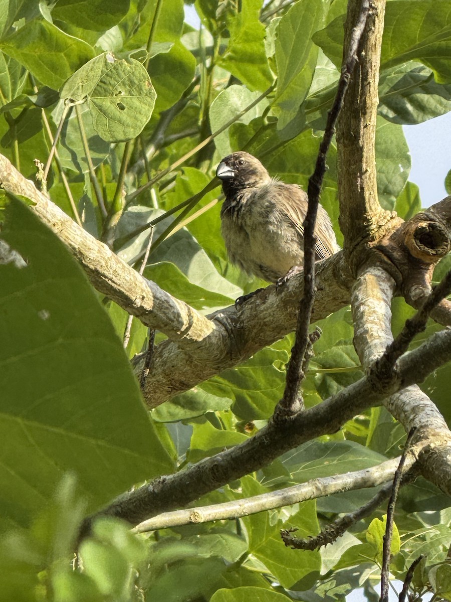 Large Tree-Finch - ML636318739