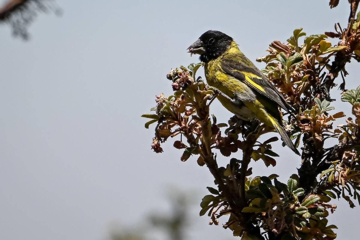 Thick-billed Siskin - ML636318884