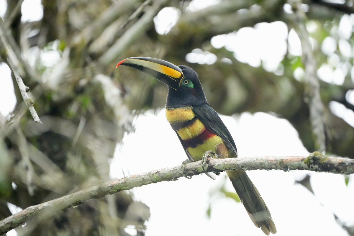 Many-banded Aracari - ML636319107
