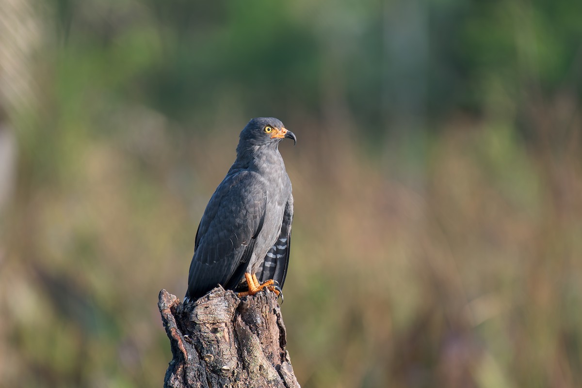Slender-billed Kite - ML636319131