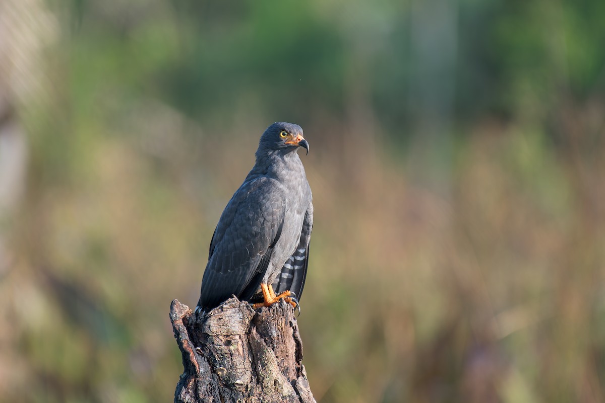 Slender-billed Kite - ML636319132