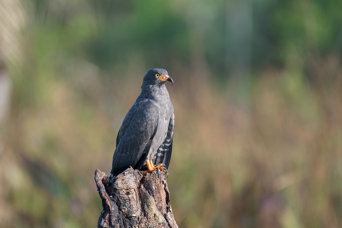 Slender-billed Kite - ML636319133