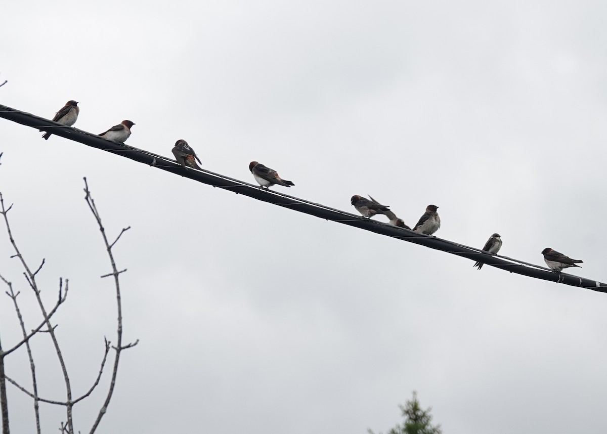 mursvale - ML636319206