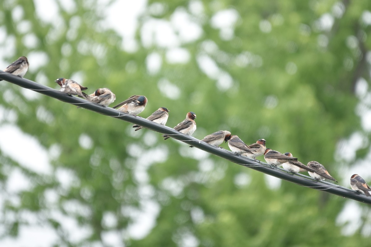 mursvale - ML636319207