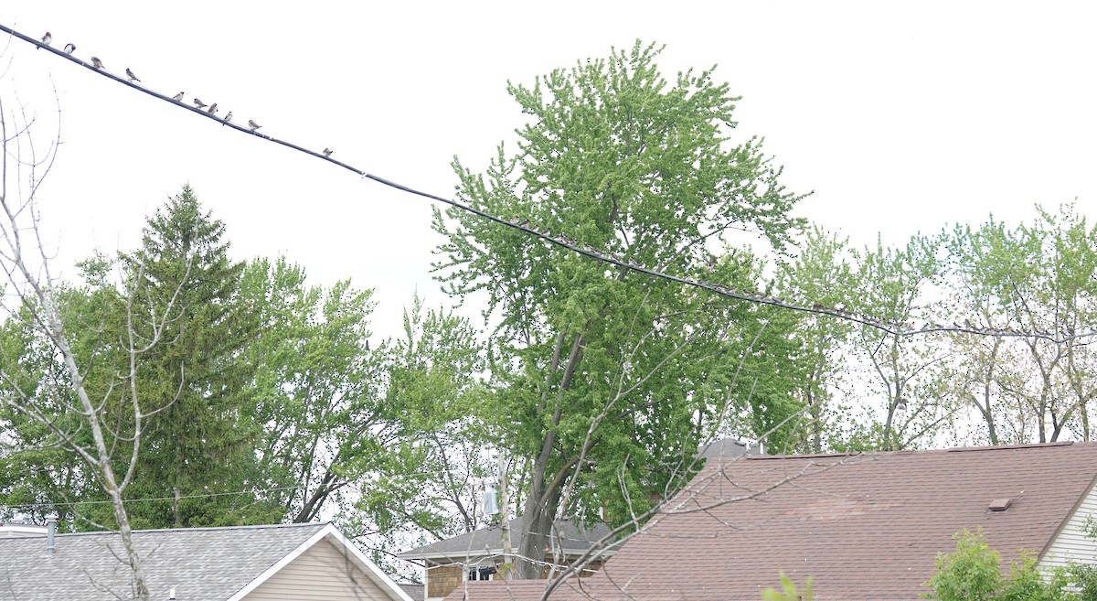 mursvale - ML636319208