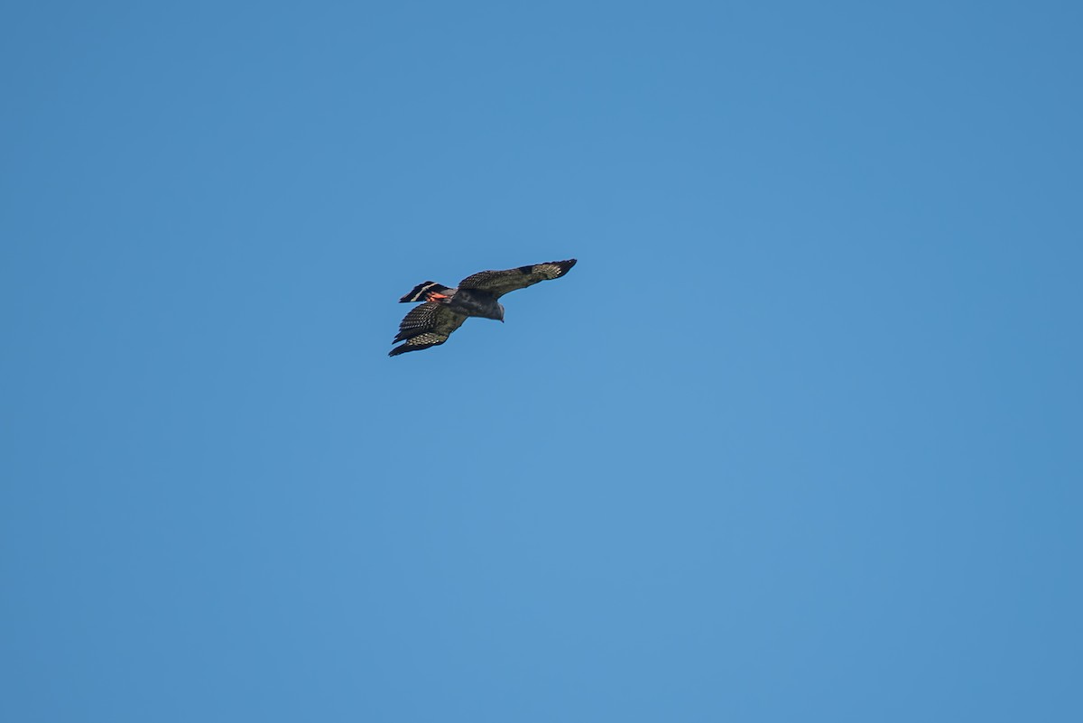 Slate-colored Hawk - ML636319320