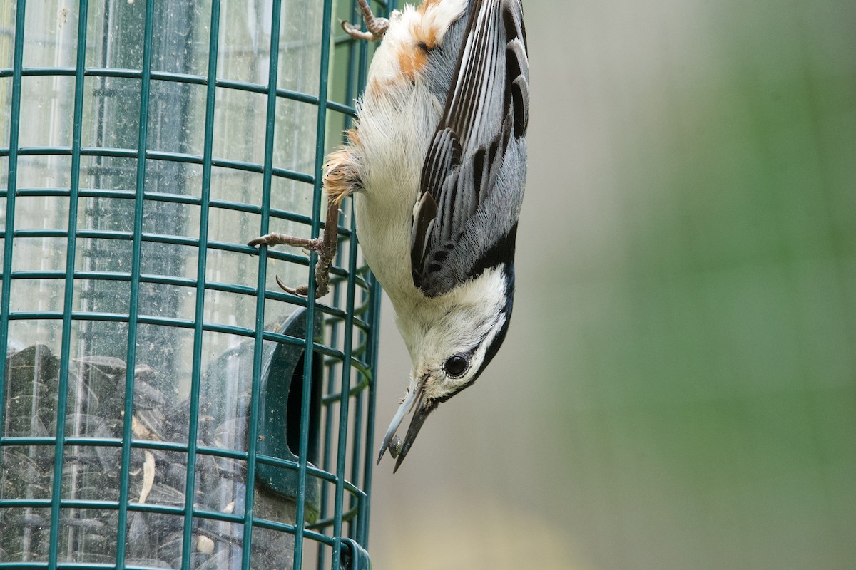 White-breasted Nuthatch - ML636319342