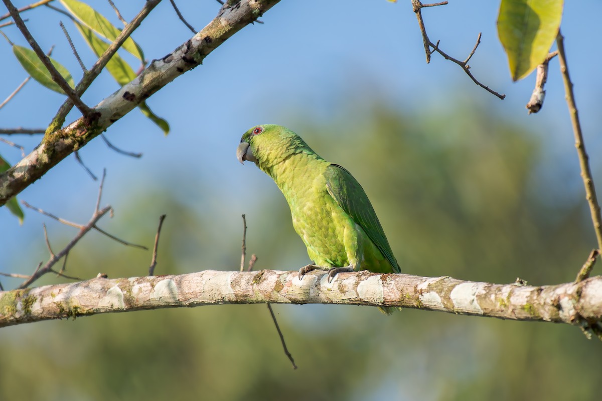 Short-tailed Parrot - ML636319376