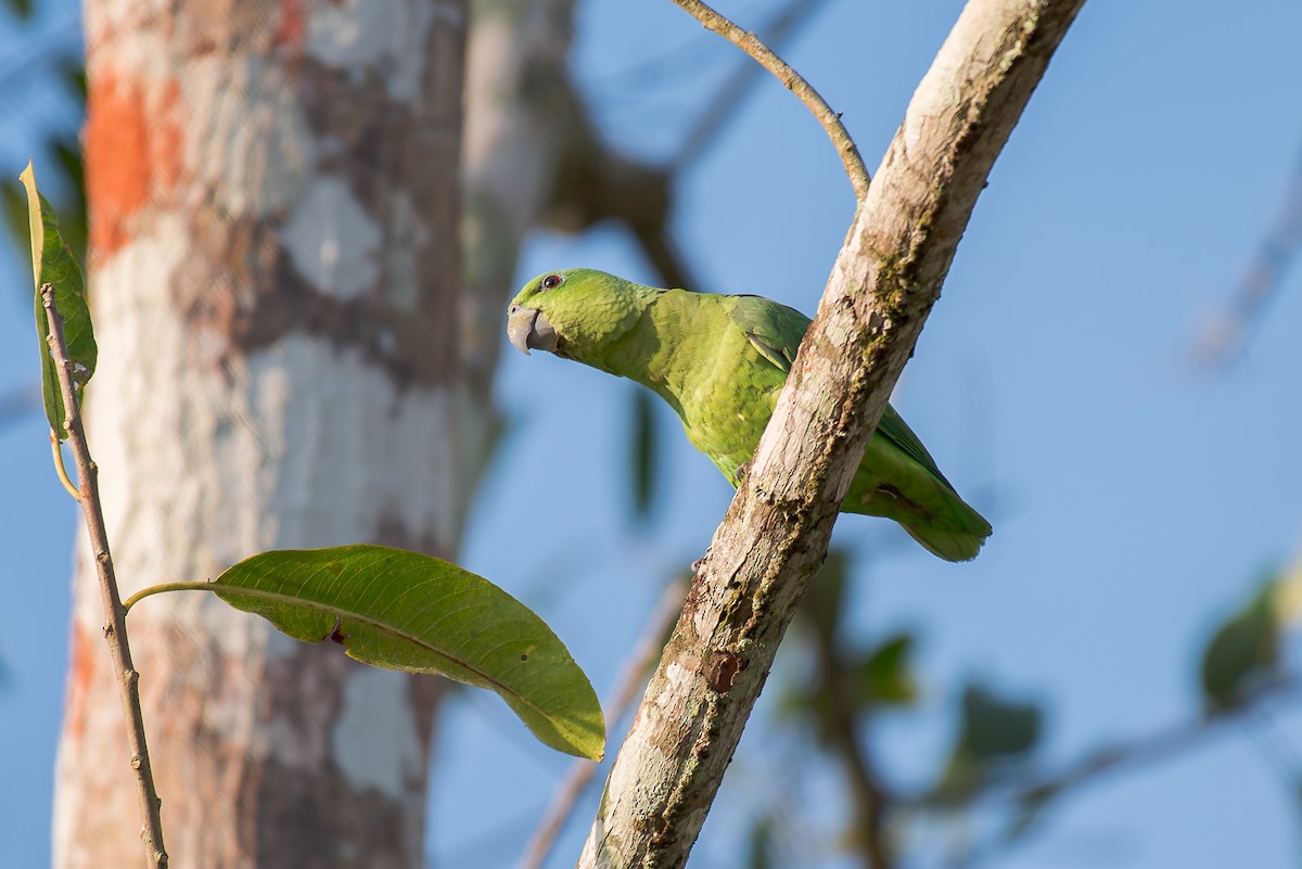 Short-tailed Parrot - ML636319377