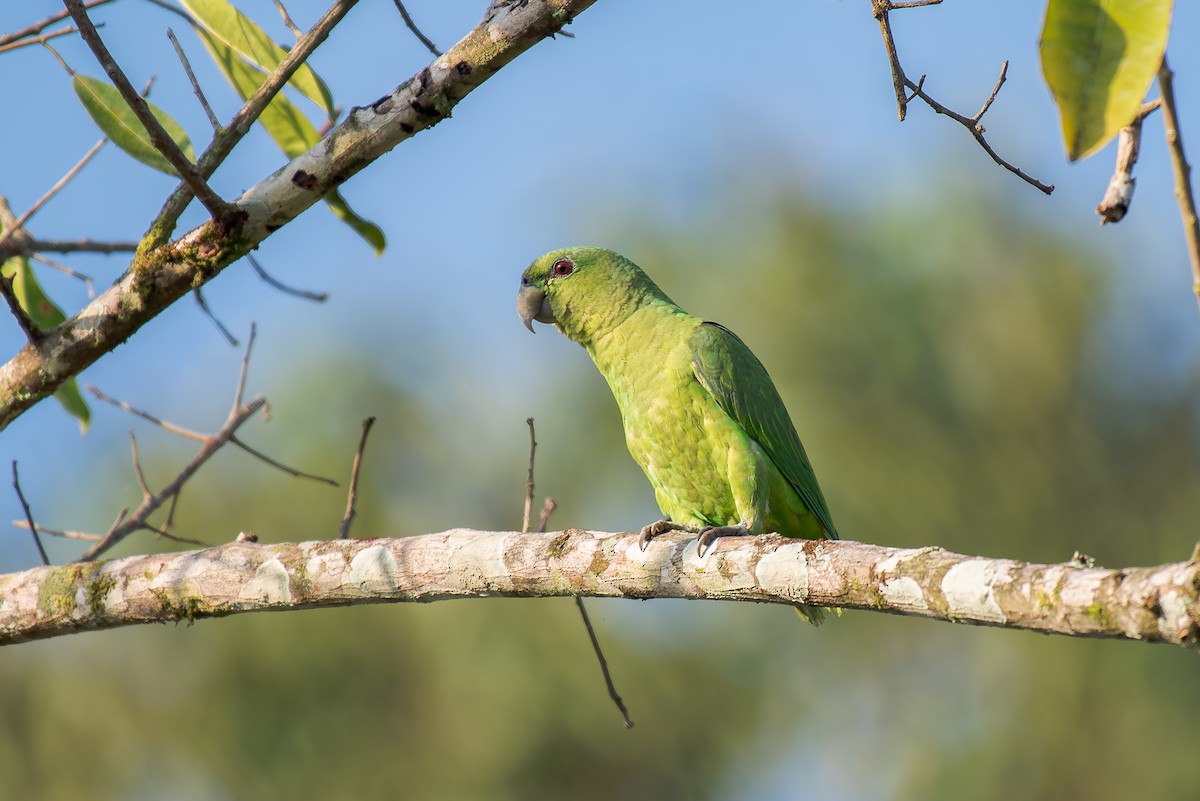 Short-tailed Parrot - ML636319379