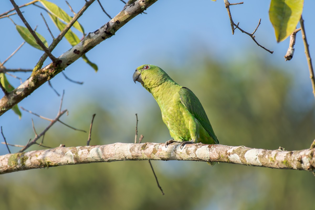 Short-tailed Parrot - ML636319380