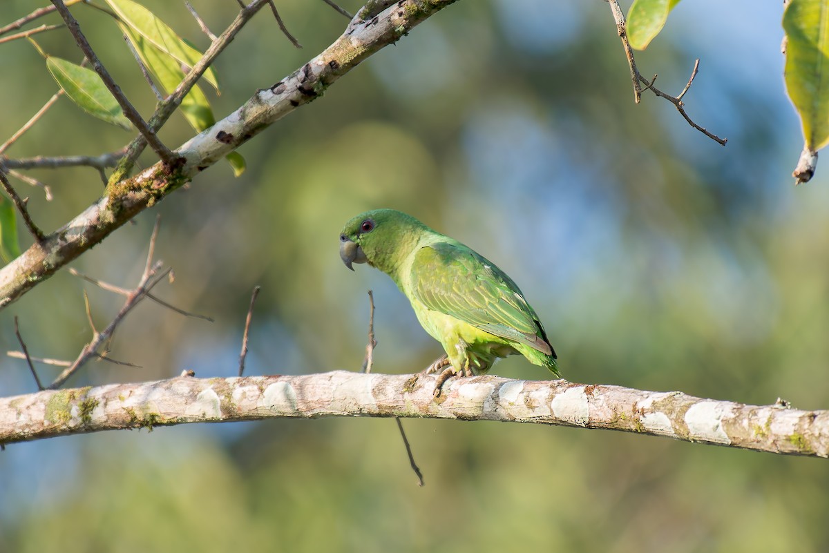 Short-tailed Parrot - ML636319381