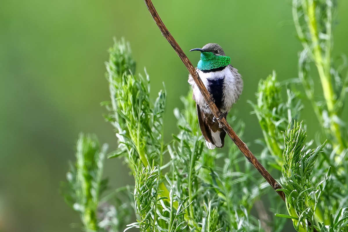 White-sided Hillstar - ML636319383