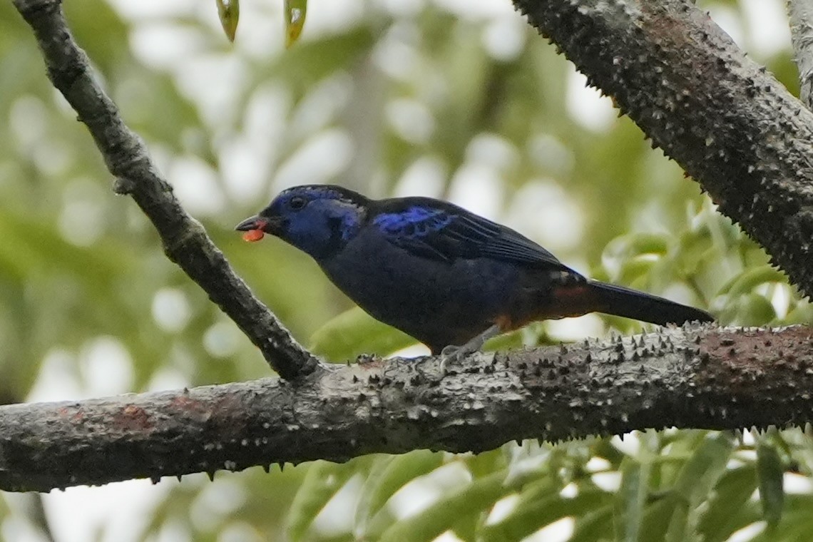 Opal-rumped Tanager - ML636319465