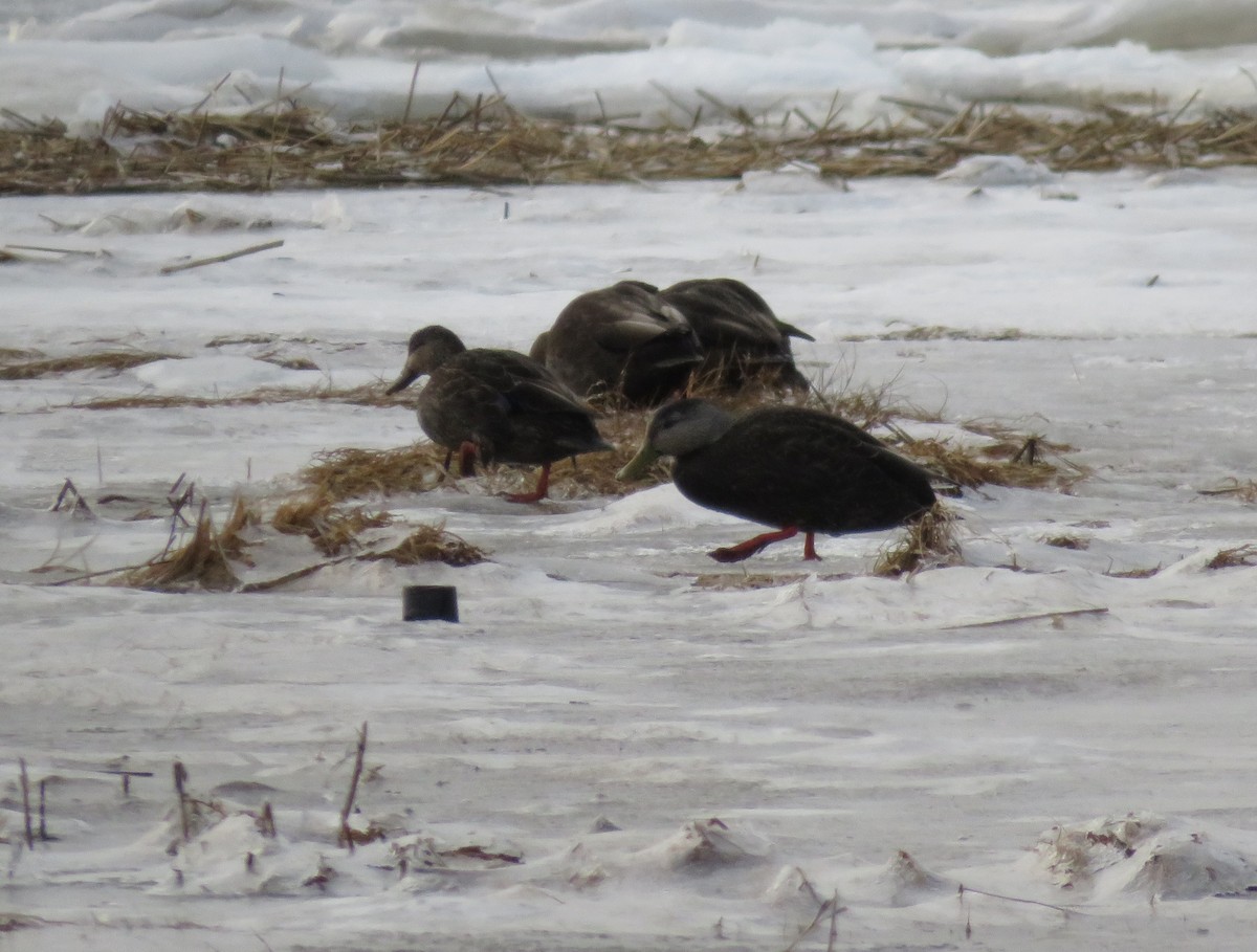 American Black Duck - ML636319479