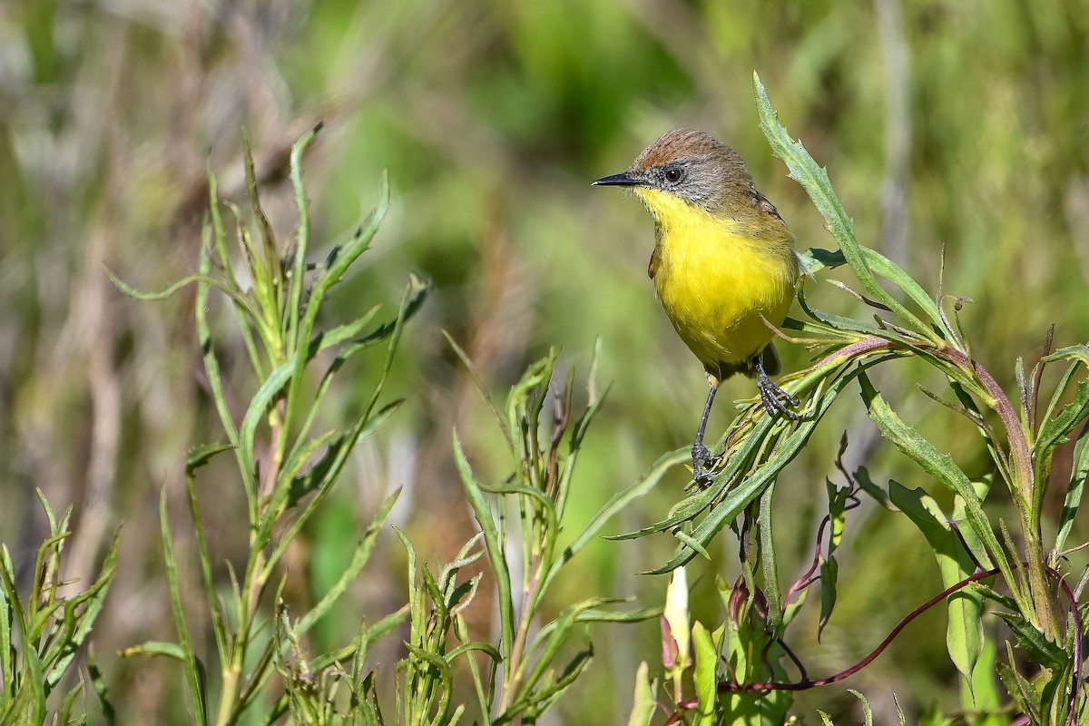 Ticking Doradito - ML636319498