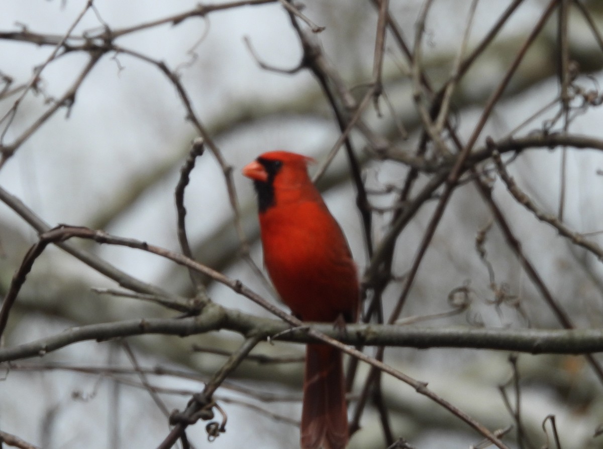 Northern Cardinal - ML636319606
