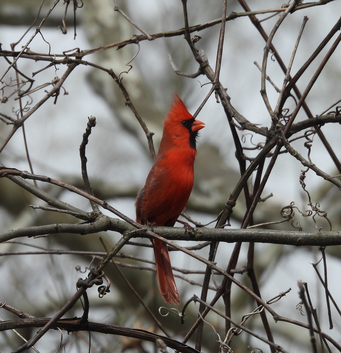 Northern Cardinal - ML636319607