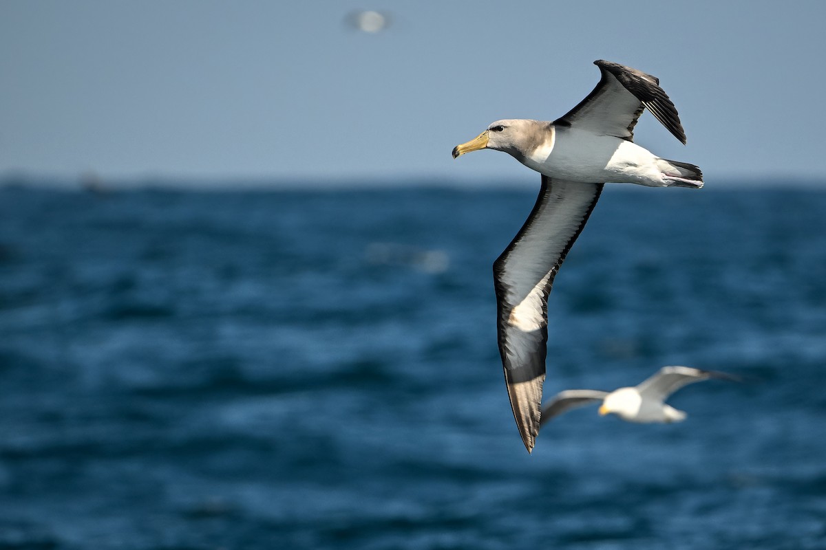 Chatham Albatross - ML636319608
