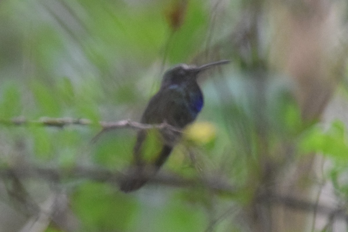 Mexican Violetear - ML636319609