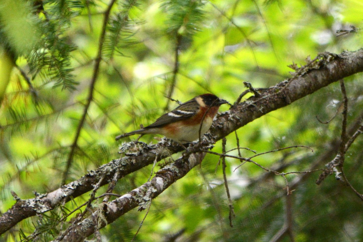 Braunkehl-Waldsänger - ML636319668