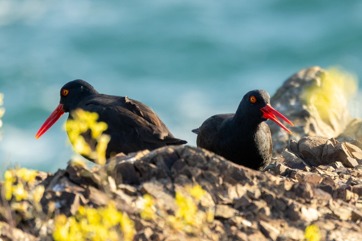 Black Oystercatcher - ML636319684