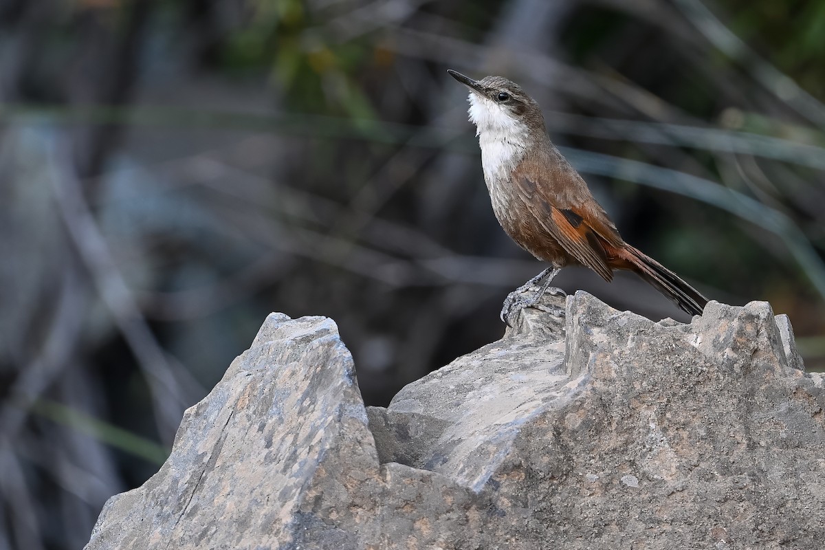 チリーカマドドリ - ML636319698