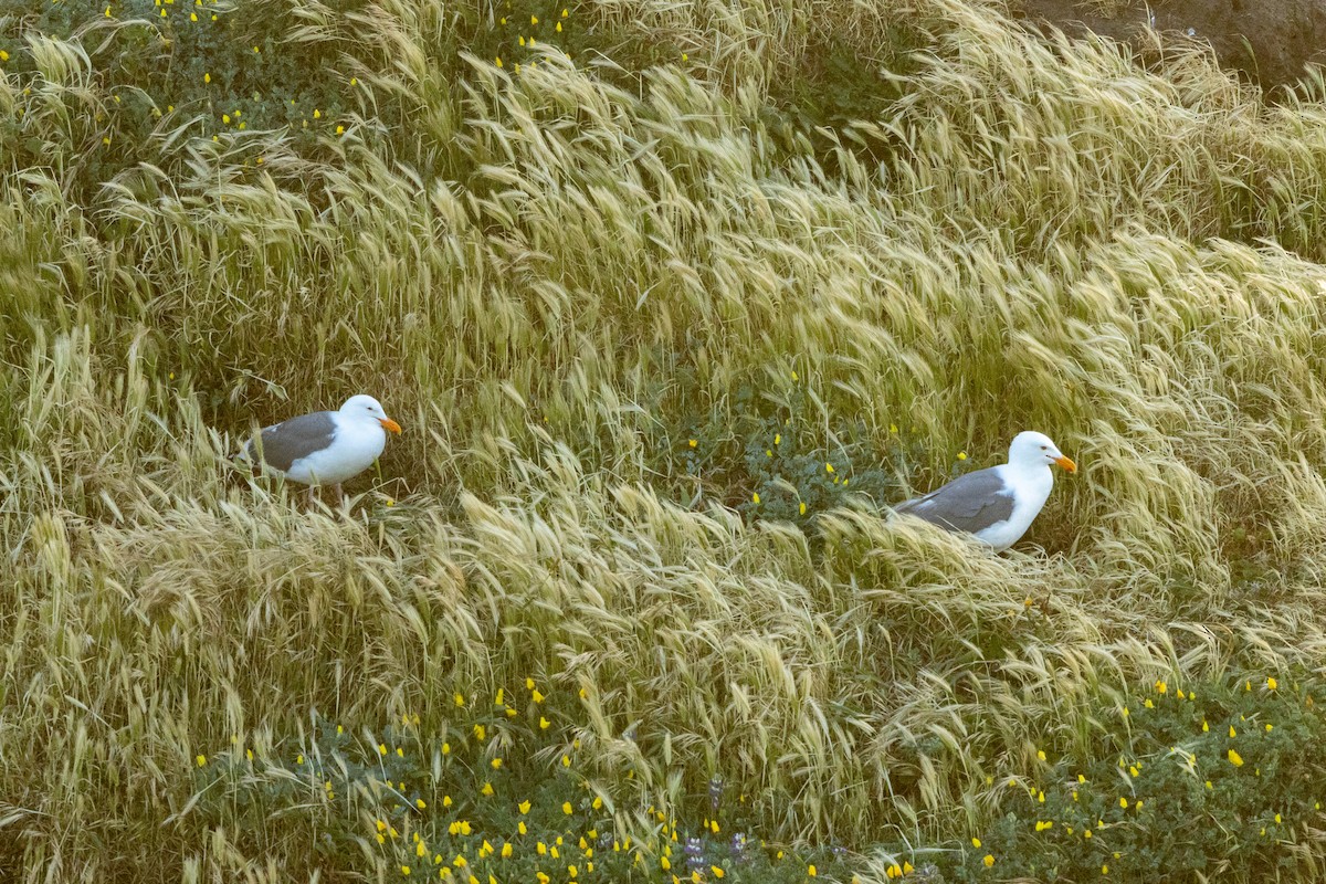 Western Gull - ML636319700