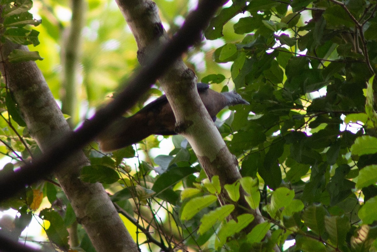 Western Bronze-naped Pigeon - ML636319725