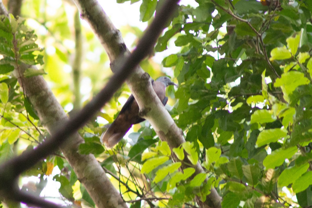 Western Bronze-naped Pigeon - ML636319726