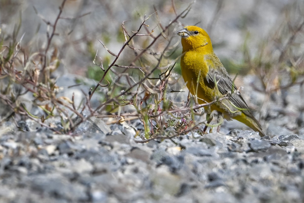 Greater Yellow-Finch - ML636319729