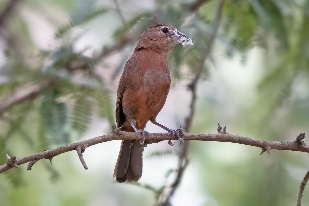 Red-crested Finch - ML636319730