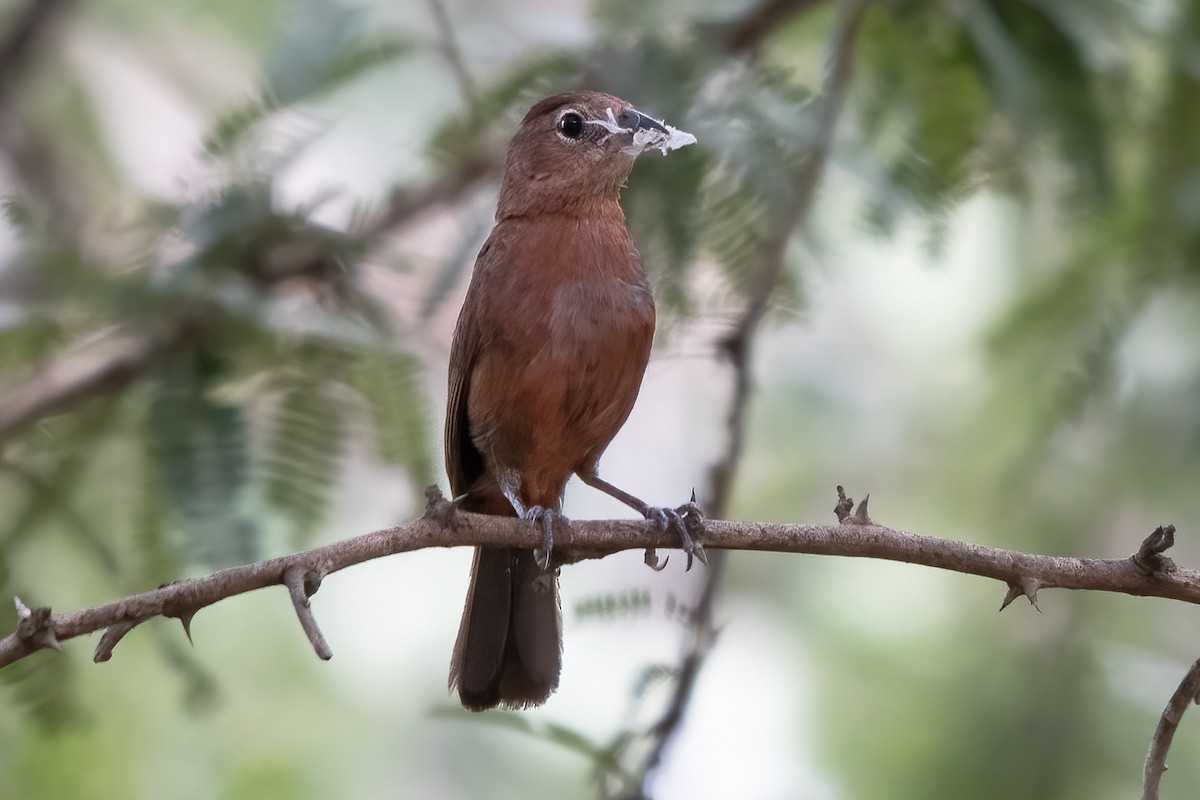 Red-crested Finch - ML636319731
