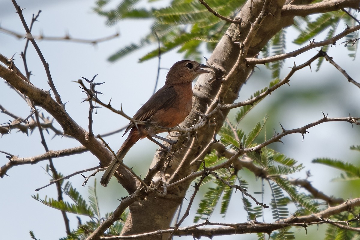 Red-crested Finch - ML636319732