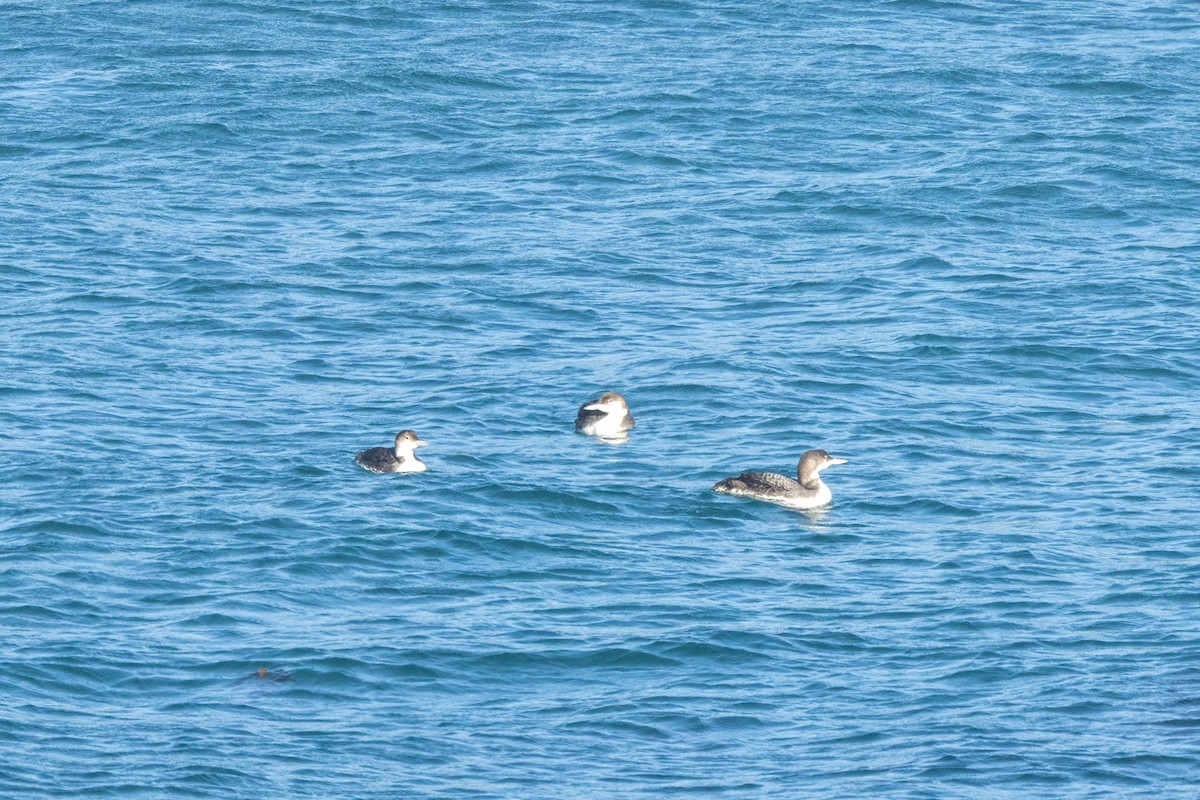 Common Loon - ML636319742