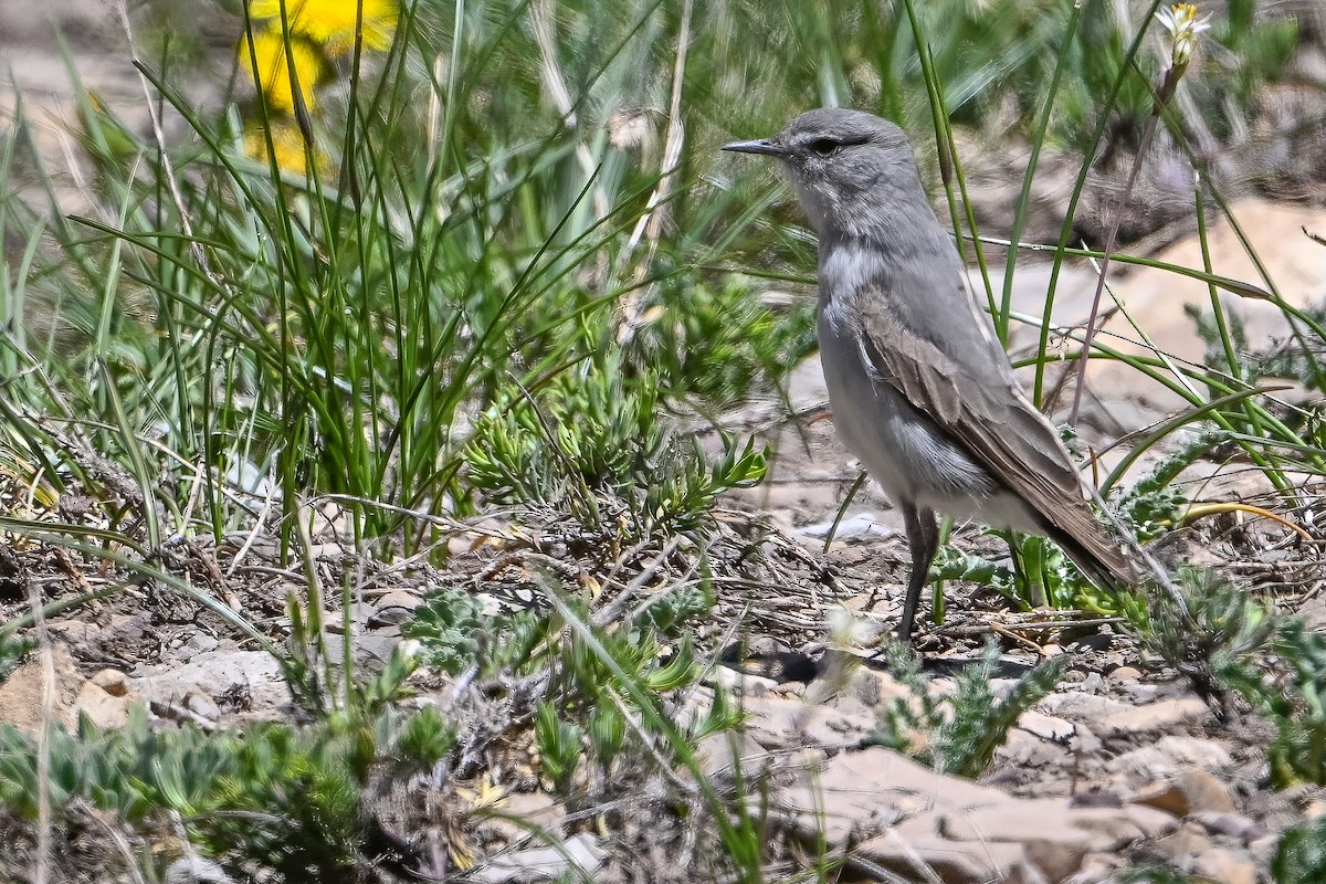 Cinereous Ground-Tyrant - ML636319745
