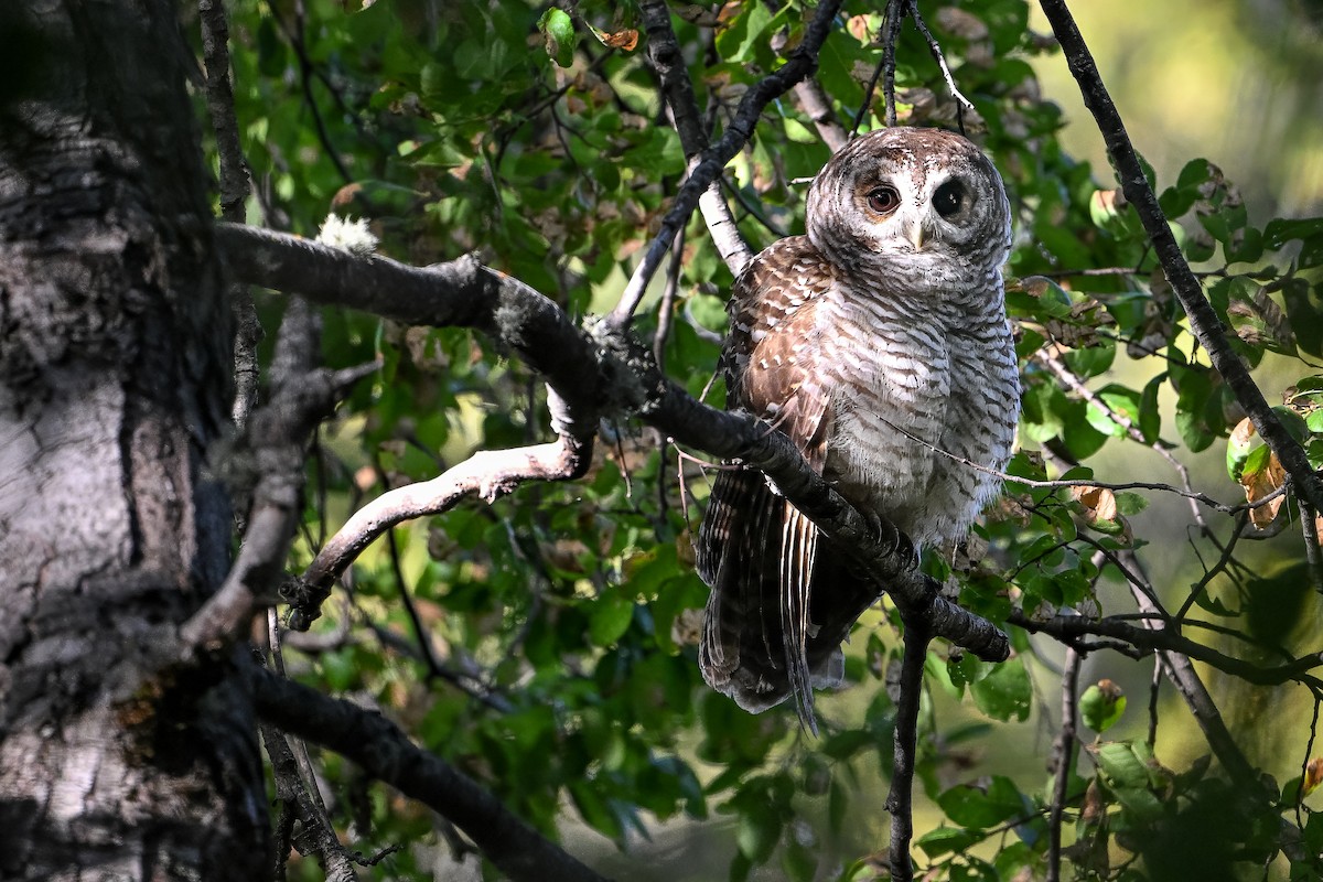 Rufous-legged Owl - ML636319795